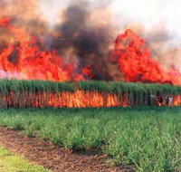 Reeves Family Sugar Cane Farm - Winery Find