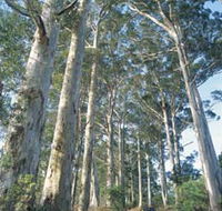 The Great Forest Trees Drive - Winery Find