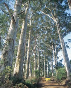 The Great Forest Trees Drive - Winery Find 0