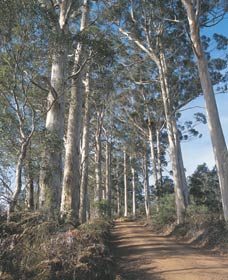 The Great Forest Trees Drive - Winery Find 1