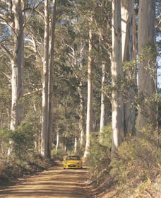 The Great Forest Trees Drive - Winery Find 2