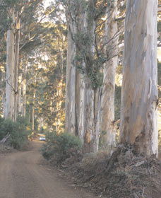 The Great Forest Trees Drive - Winery Find 3