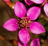 Flora - Winery Find