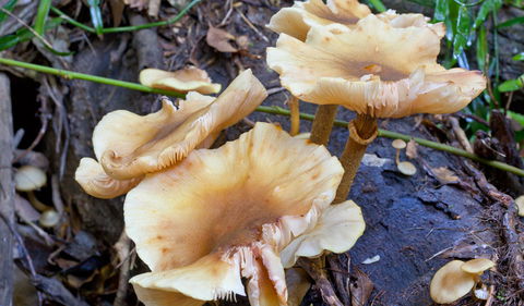 Rainforest Walk - Winery Find 3