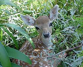 Mesopotamia Lodge Deer Park - Winery Find 0