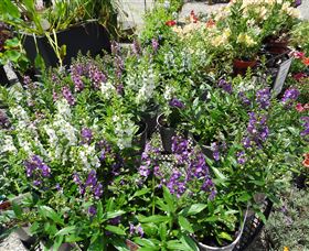 Abundance Lifestyle And Garden - Winery Find 7