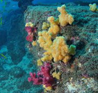 Shag Rock Dive Site - Winery Find