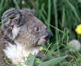 Koala Hospital - Winery Find 0
