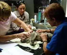Koala Hospital - Winery Find 2
