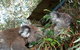 Koala Hospital - thumb 7