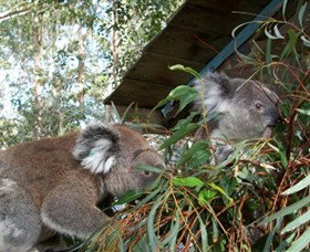 Koala Hospital - Winery Find 7