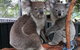Koala Hospital - thumb 5