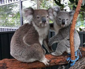 Koala Hospital - Winery Find 5