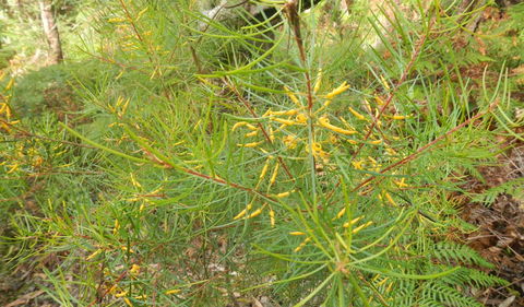 Kinchela Trig Lookout Walk - Winery Find 1