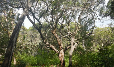 Kinchela Trig Lookout Walk - Winery Find 2