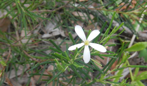 Kinchela Trig Lookout Walk - Winery Find 3