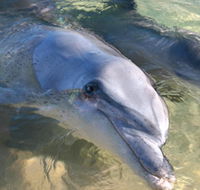 Dolphins of Monkey Mia - Winery Find