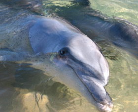 Dolphins Of Monkey Mia - Winery Find 0