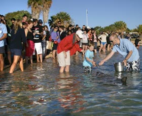Dolphins Of Monkey Mia - Winery Find 1