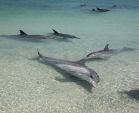 Dolphins Of Monkey Mia - Winery Find 2
