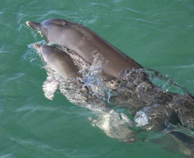 Dolphins Of Monkey Mia - Winery Find 3