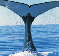 Humpback Whales - Winery Find