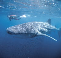 Swim with the Whale Sharks - Winery Find