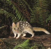 Tarkine Forest Reserve - Winery Find