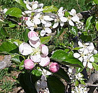 Avro Park Orchards - Winery Find
