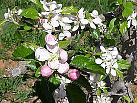 Avro Park Orchards - Winery Find 0