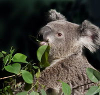 Koala Transfers - Winery Find
