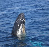 Jervis Bay Whales - Winery Find