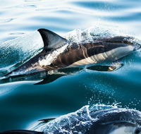Dolphin Swim Australia - Winery Find
