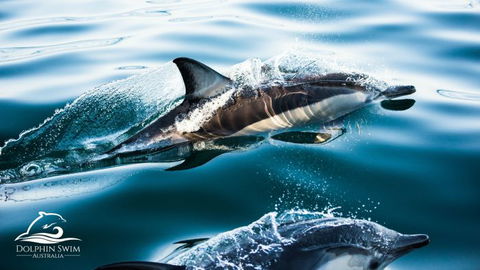 Dolphin Swim Australia - Winery Find 1