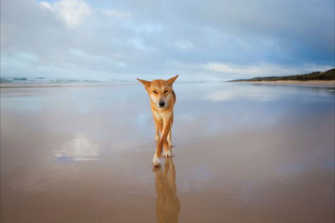Fraser Island Adventure Tours - Winery Find 8