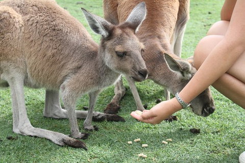 Pinnacles Desert, Koalas And Sandboarding 4WD Day Tour From Perth - Winery Find 32