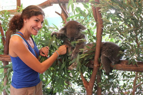 Pinnacles Desert, Koalas And Sandboarding 4WD Day Tour From Perth - Winery Find 29