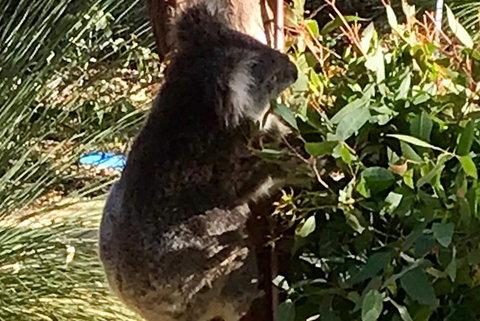 Pinnacles And Yanchep National Park Day Trip From Perth Including Lobster Shack Lunch And Sandboarding - Winery Find 6