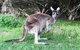 Pinnacles And Yanchep National Park Day Trip From Perth Including Lobster Shack Lunch And Sandboarding - thumb 8