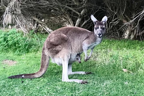 Pinnacles And Yanchep National Park Day Trip From Perth Including Lobster Shack Lunch And Sandboarding - Winery Find 8