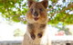 Rottnest Island Tour From Perth Or Fremantle Including Bus Tour - thumb 6