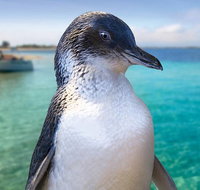 Full-Day Penguin Island  Fremantle Town - Winery Find