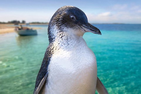 Full-Day Penguin Island & Fremantle Town - Winery Find 0