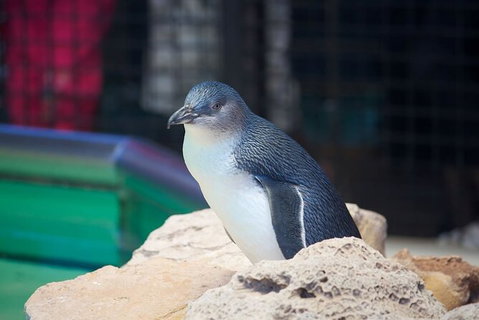 Full-Day Penguin Island & Fremantle Town - Winery Find 5