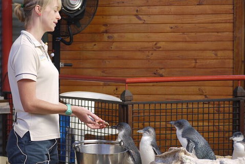 Full-Day Penguin Island & Fremantle Town - Winery Find 6