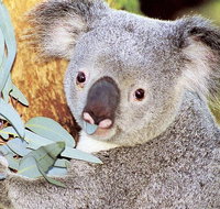 Perth Zoo General Entry Ticket and Sightseeing Cruise - Winery Find