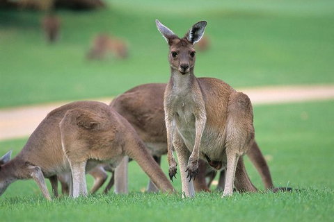 Full-Day Perth, Fremantle, Swan Valley & Wildlife Park - Winery Find 3