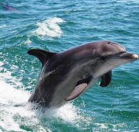 Half-Day Mandurah Canals  Dolphin Watch Tour - Winery Find