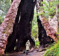 Margaret River Wineries Caves Ocean and Karri - Air  Ground Tour - Winery Find