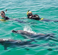 Swim with Dolphins Day Trip from Perth - Winery Find